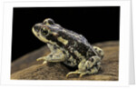 Rhinella spinulosa (warty toad) by Anonymous