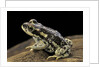 Rhinella spinulosa (warty toad) by Anonymous