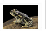 Rhinella spinulosa (warty toad) by Anonymous