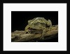 Incilius valliceps (gulf coast toad) by Anonymous