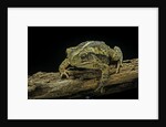 Incilius valliceps (gulf coast toad) by Anonymous
