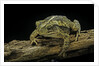 Incilius valliceps (gulf coast toad) by Anonymous