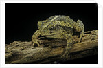 Incilius valliceps (gulf coast toad) by Anonymous