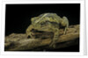 Incilius valliceps (gulf coast toad) by Anonymous