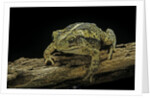 Incilius valliceps (gulf coast toad) by Anonymous