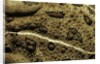 Anaxyrus woodhousii (woodhouse's toad) by Anonymous