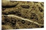 Anaxyrus woodhousii (woodhouse's toad) by Anonymous