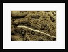 Anaxyrus woodhousii (woodhouse's toad) by Anonymous