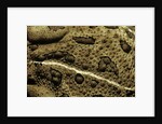 Anaxyrus woodhousii (woodhouse's toad) by Anonymous