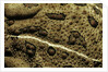 Anaxyrus woodhousii (woodhouse's toad) by Anonymous