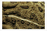 Anaxyrus woodhousii (woodhouse's toad) by Anonymous