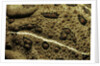 Anaxyrus woodhousii (woodhouse's toad) by Anonymous