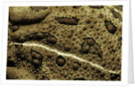 Anaxyrus woodhousii (woodhouse's toad) by Anonymous