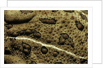Anaxyrus woodhousii (woodhouse's toad) by Anonymous