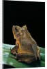 Ceratobatrachus guentheri (Gunther's triangle frog) by Anonymous