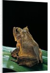 Ceratobatrachus guentheri (Gunther's triangle frog) by Anonymous