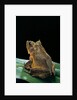 Ceratobatrachus guentheri (Gunther's triangle frog) by Anonymous