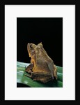 Ceratobatrachus guentheri (Gunther's triangle frog) by Anonymous