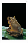 Ceratobatrachus guentheri (Gunther's triangle frog) by Anonymous