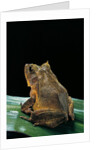 Ceratobatrachus guentheri (Gunther's triangle frog) by Anonymous