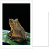 Ceratobatrachus guentheri (Gunther's triangle frog) by Anonymous
