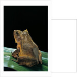 Ceratobatrachus guentheri (Gunther's triangle frog) by Anonymous