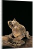 Ceratobatrachus guentheri (Gunther's triangle frog) by Anonymous