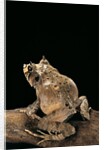 Ceratobatrachus guentheri (Gunther's triangle frog) by Anonymous