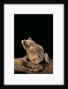Ceratobatrachus guentheri (Gunther's triangle frog) by Anonymous