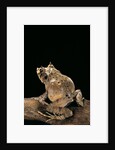 Ceratobatrachus guentheri (Gunther's triangle frog) by Anonymous