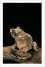 Ceratobatrachus guentheri (Gunther's triangle frog) by Anonymous