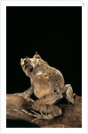 Ceratobatrachus guentheri (Gunther's triangle frog) by Anonymous