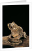 Ceratobatrachus guentheri (Gunther's triangle frog) by Anonymous