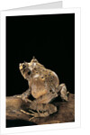 Ceratobatrachus guentheri (Gunther's triangle frog) by Anonymous