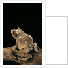 Ceratobatrachus guentheri (Gunther's triangle frog) by Anonymous