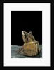 Ceratobatrachus guentheri (Gunther's triangle frog) by Anonymous