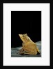 Ceratobatrachus guentheri (Gunther's triangle frog) by Anonymous