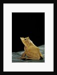 Ceratobatrachus guentheri (Gunther's triangle frog) by Anonymous