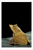 Ceratobatrachus guentheri (Gunther's triangle frog) by Anonymous