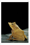 Ceratobatrachus guentheri (Gunther's triangle frog) by Anonymous