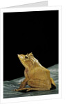 Ceratobatrachus guentheri (Gunther's triangle frog) by Anonymous