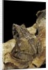 Ceratobatrachus guentheri (Gunther's triangle frog) by Anonymous