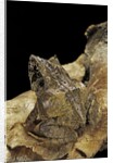 Ceratobatrachus guentheri (Gunther's triangle frog) by Anonymous