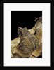 Ceratobatrachus guentheri (Gunther's triangle frog) by Anonymous