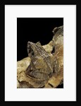 Ceratobatrachus guentheri (Gunther's triangle frog) by Anonymous