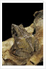 Ceratobatrachus guentheri (Gunther's triangle frog) by Anonymous
