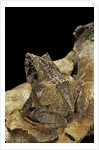 Ceratobatrachus guentheri (Gunther's triangle frog) by Anonymous