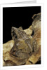 Ceratobatrachus guentheri (Gunther's triangle frog) by Anonymous