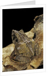 Ceratobatrachus guentheri (Gunther's triangle frog) by Anonymous