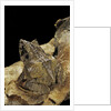 Ceratobatrachus guentheri (Gunther's triangle frog) by Anonymous